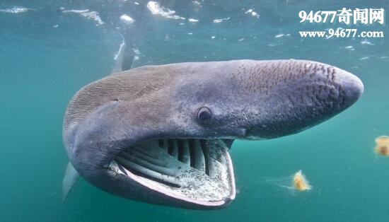 世界上最温和的鲨鱼，姥鲨(专吃浮游生物)  世界之最  第1张