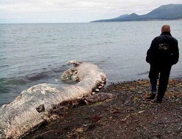 俄罗斯远东库页岛海岸惊现巨形有毛“海怪”尸体