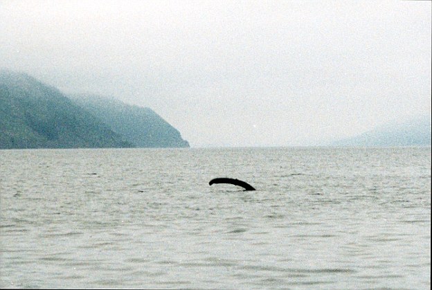 2001年拍摄的尼斯湖水怪照片