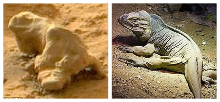 UFO爱好者们发现的“化石鬣鳞蜥”