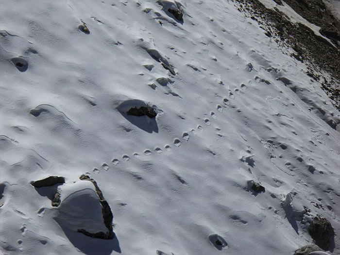 登山家Steve Berry称在喜马拉雅山深处发现古老的野兽“夜帝”( yeti)脚印