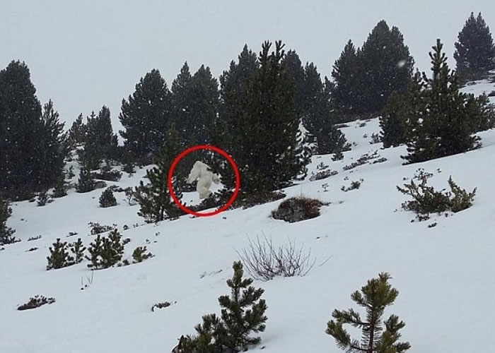 西班牙滑雪圣地出现疑似不明生物“喜马拉雅山雪人”（Yeti） 迅速穿过树林