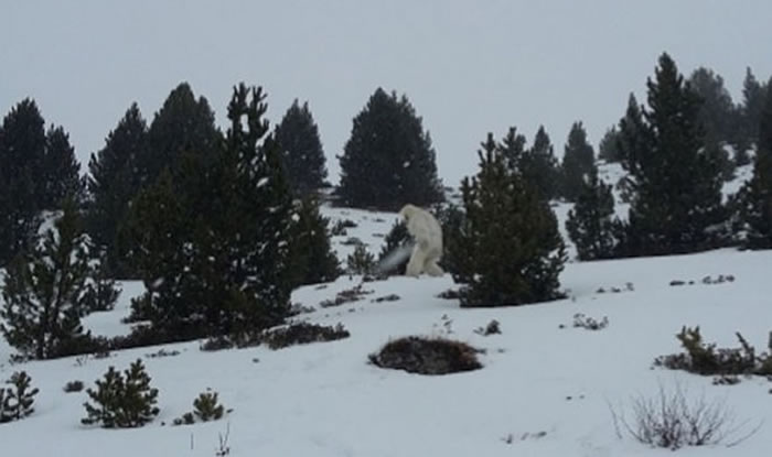 西班牙滑雪圣地出现疑似不明生物“喜马拉雅山雪人”（Yeti） 迅速穿过树林