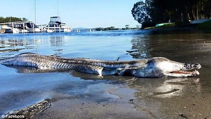 海豚头鳄鱼身深水海怪冲上澳洲湖岸