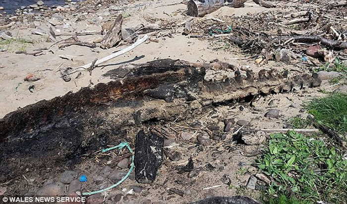 海怪终于死了？英国海滩惊现巨型神秘海洋生物尸体