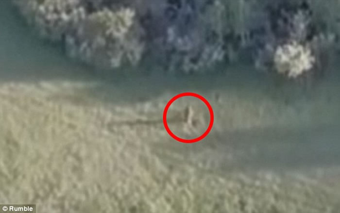 美国爱达荷州无人机航拍到一只全身红棕体毛用2条腿奔跑的大脚怪？