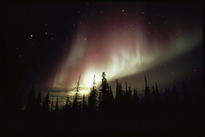在加拿大，高耸的树木就像要碰触到明亮的极光。 PHOTOGRAPH BY NORBERT ROSING, NATIONAL GEOGRAPHIC CREATIV