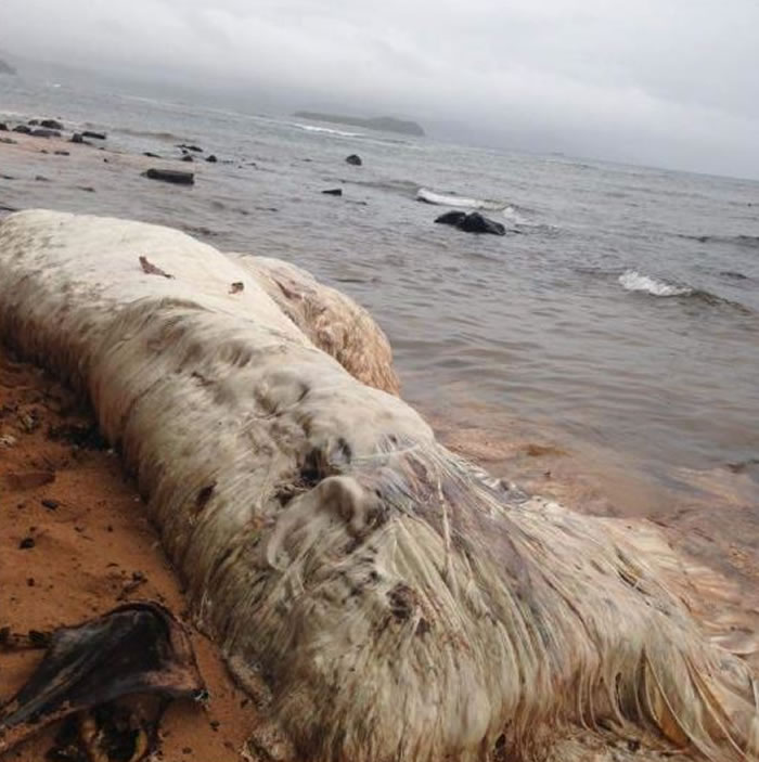 菲律宾海滩上的神秘毛怪 迪纳加特群岛发现不明海洋生物尸体