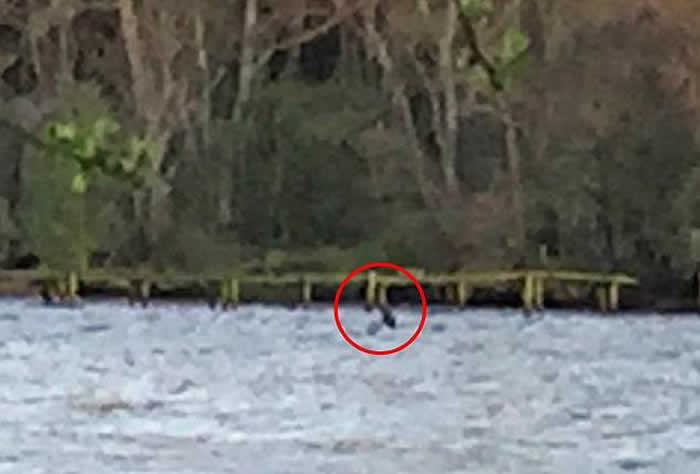 睽违8个月的尼斯湖水怪露面 女游客拍到湖边露出黑色奇怪形体