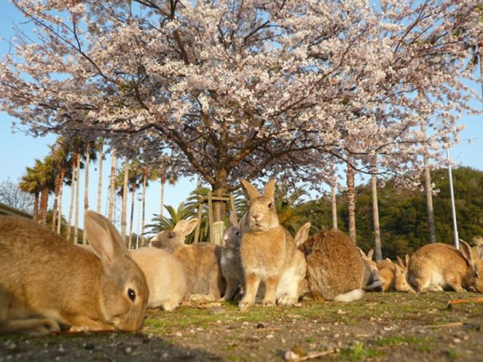 大久野岛有大量兔子。