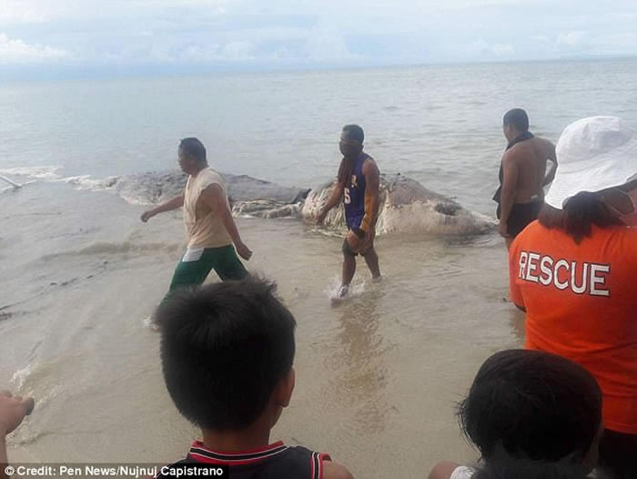 菲律宾雷伊泰岛海滩惊现疑似巨型海怪尸体 当地政府称“没有地方下葬”推回大海