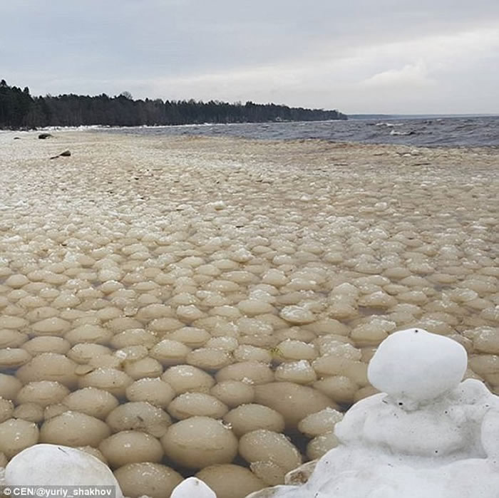 俄罗斯芬兰湾奇景：数千巨型冰球聚海岸