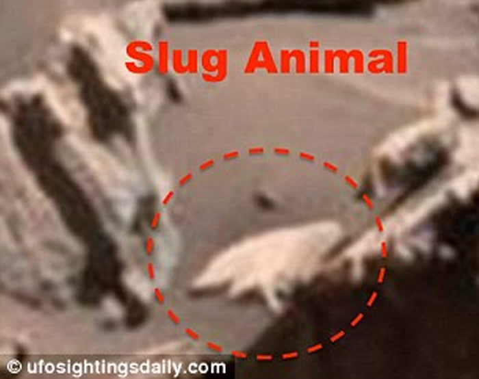 UFO专家称“好奇号”之前拍到某种像长毛蜘蛛猴的生物。