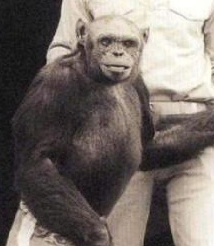 著名的表演猩猩奥立佛由于举足太像人类，曾被怀疑是科学家培育出来的「猩猩人」。