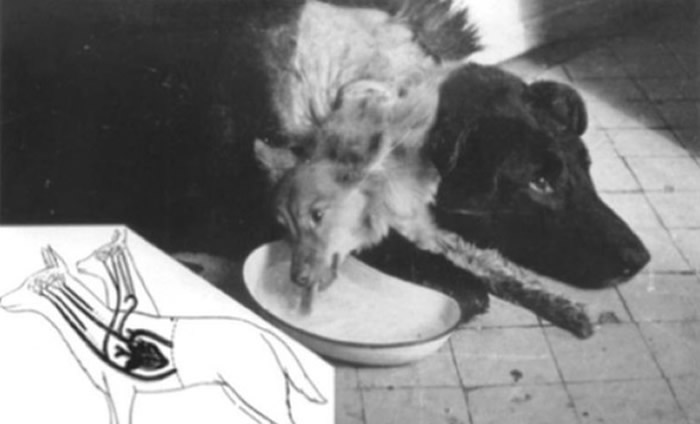 戴米科夫用手术创造出来的「双头犬」。