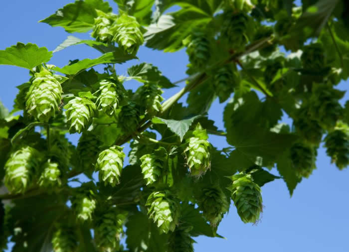 俄勒冈威拉米特谷（Willamette Valley）的新鲜啤酒花已经可以采收了。植物学家兼环球旅行家大卫‧费尔柴，把德国巴伐利亚的啤酒花带回了美国