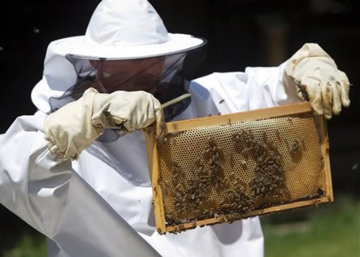 克罗地亚研究训练蜜蜂协助搜寻未爆地雷。