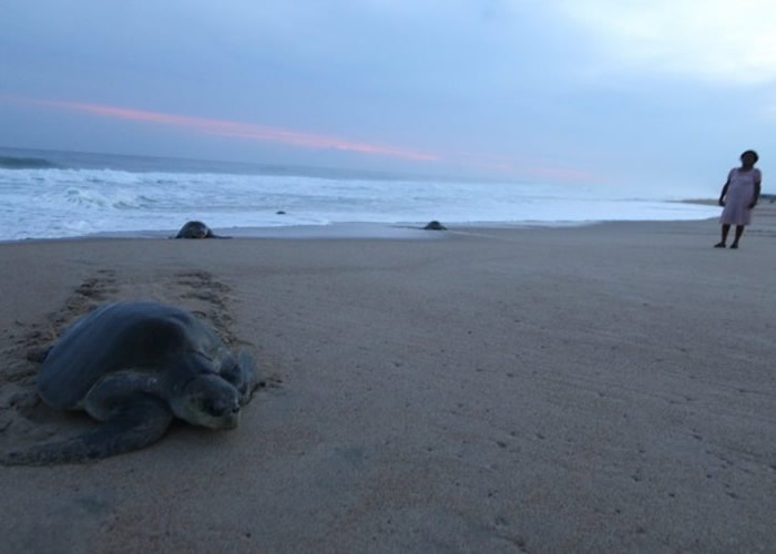 恰帕斯州一处海滩上，近日发现多只海龟尸体。