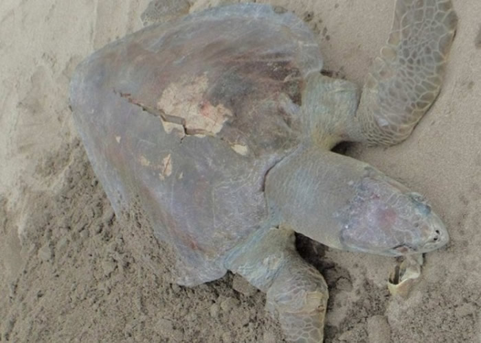 部分海龟尸体有伤痕。