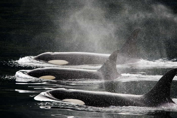 三头虎鲸并排泅泳在水面上。多年来，虎鲸一直为渔民所痛恨，但后来却又广受大众欢迎，因为它们被用来做为海洋展演。 PHOTOGRAPH BY RALPH LEE H