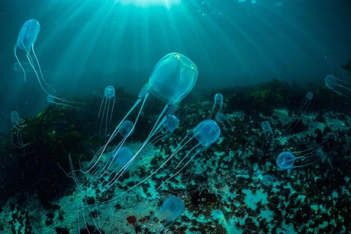 这些箱型水母生活在南非桌山外的海域，它们的毒液可是世上数一数二地毒。 PHOTOGRAPH BY THOMAS P. PESCHAK, NATIONAL GEO