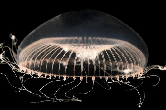 在加州长滩太平洋水族馆里，这只维多利亚多管发光水母漂浮在水中。这种动物的生物发光基因已被研发为赢得诺贝尔奖的生医科技。 PHOTOGRAPH BY JOEL S