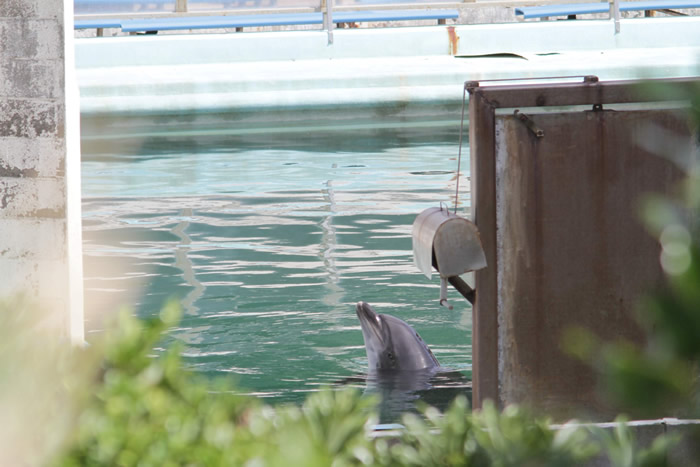 日本千叶县铫子市犬吠埼海洋公园无预警关门 海豚和企鹅等海洋生物被遗弃