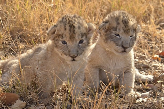 世界首对体外受精的非洲狮幼崽在南非诞生