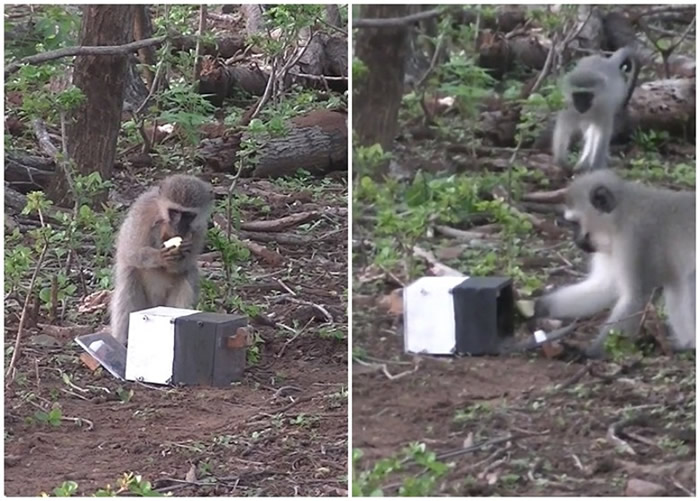研究人员让雌性（左图）及雄性（右图）黑长尾猴分别打开白色及黑色箱子取苹果。