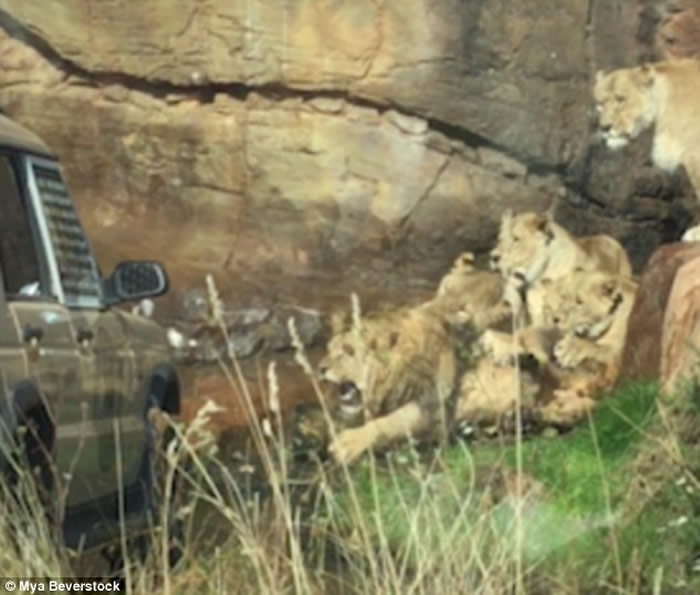英国伍斯特郡野生动物园一群母狮袭击年老首领雄狮