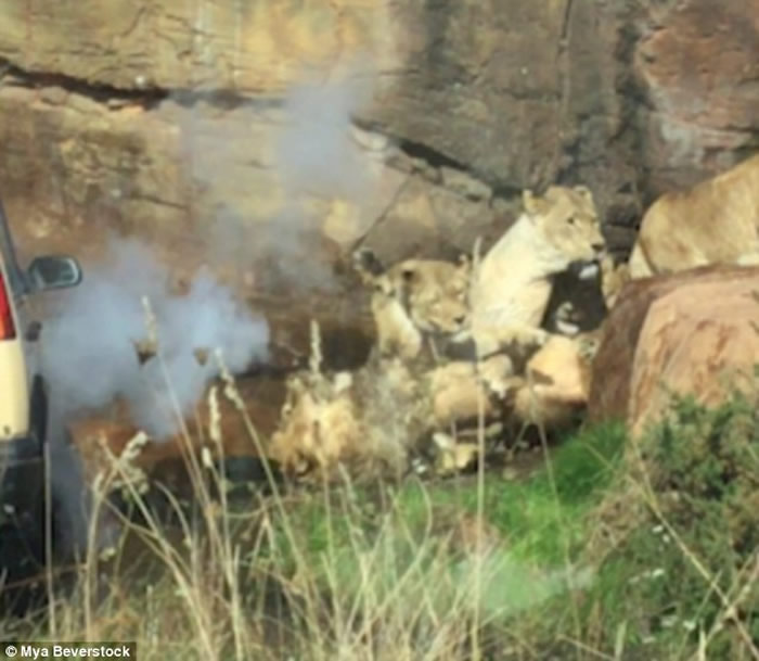 英国伍斯特郡野生动物园一群母狮袭击年老首领雄狮