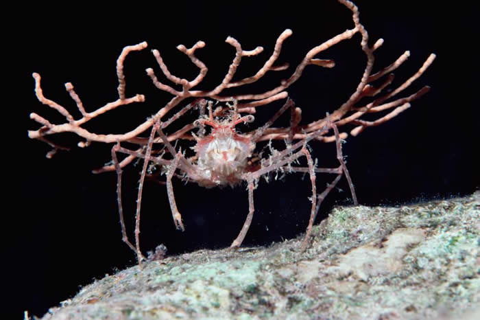 「这里什么都没有！」红海中的一只装饰蟹举着柳珊瑚，用来伪装自己。 PHOTOGRAPH BY CHRIS NEWBERT, MINDEN PICTURES/NA