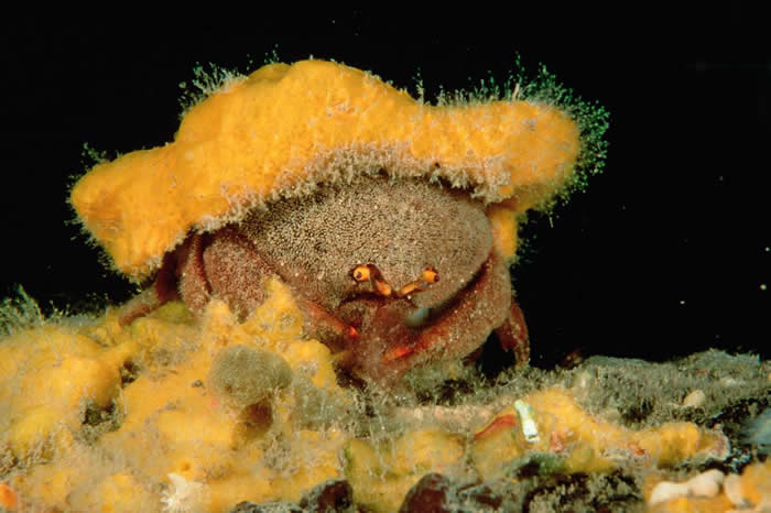南澳大利亚州的一只绵蟹，身上戴着伪装用的海绵。绵蟹会依照自己的身形，适度修剪海绵的形状大小。 PHOTOGRAPH BY FRED BAVENDAM, MIND