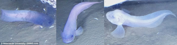 研究团队发现了分别呈蓝色、紫色、粉红色（由左至右）的新品种狮子鱼。