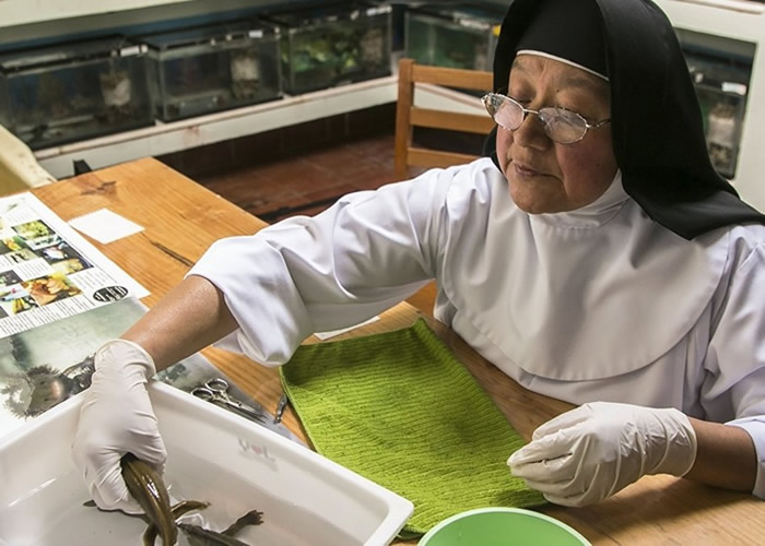 莫拉莱丝修女希望钝口螈能免于灭绝。