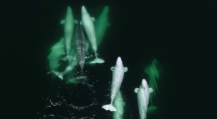 加拿大魁北克省圣劳伦斯河北部水域迷路独角鲸获好心白鲸群“收养”