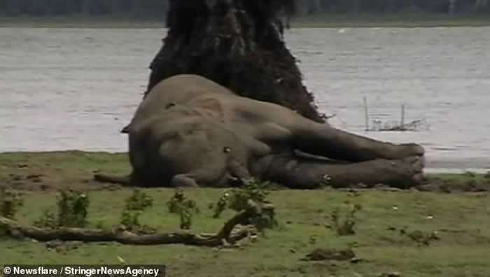 斯里兰卡的卡拉威瓦动物保护区象王战败死亡后 300头大象前往河边出席丧礼