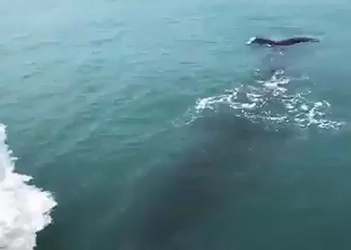 短片在网上流传后，有网民认为是抹香鲸。