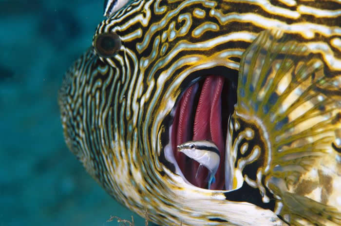 裂唇鱼（Labroides dimidiatus）可能具有从镜中认出自己的能力，引起许多关于动物智力与自我觉察的问题。照片中的这只裂唇鱼正在清理一只河豚的鳃。
