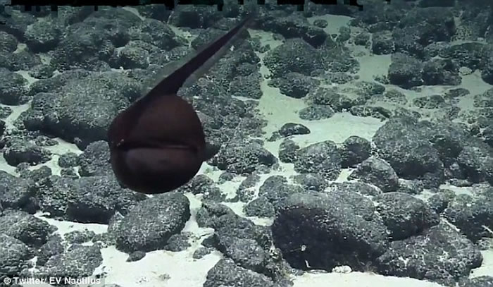 海洋研究团队The Nautilus Team拍摄到罕见海鳗视频——囊喉鱼（鹈鹕鱼）