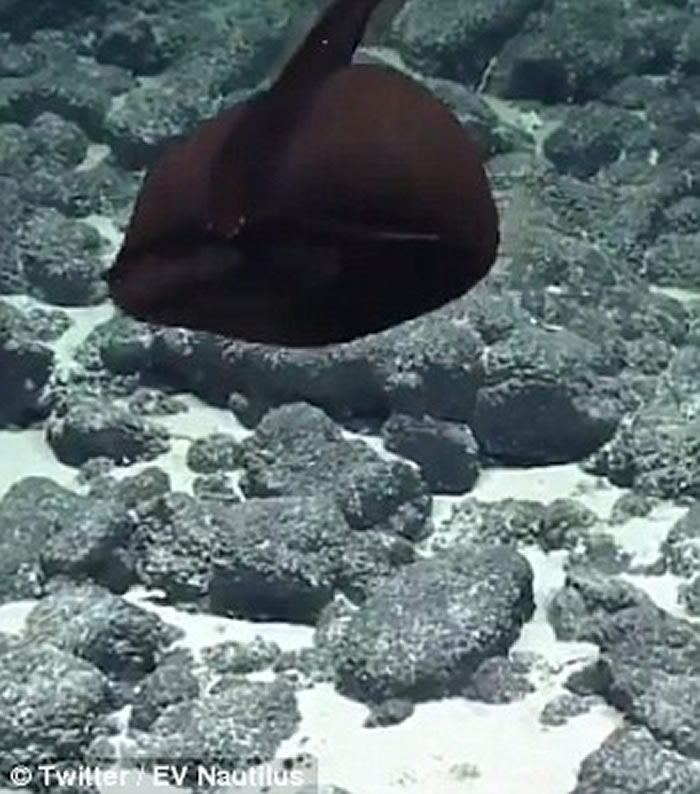 海洋研究团队The Nautilus Team拍摄到罕见海鳗视频——囊喉鱼（鹈鹕鱼）