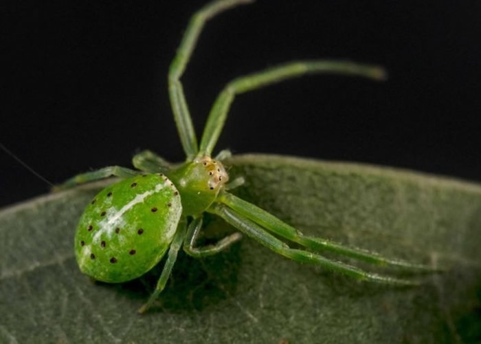 蟹蜘蛛被喻为新品种中最美丽的蜘蛛。
