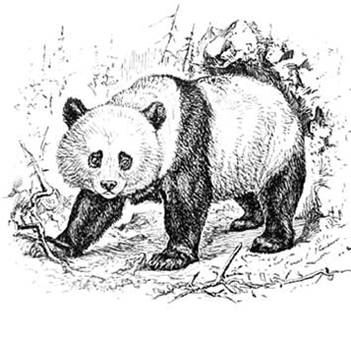 《来自中国的礼物——大熊猫与人类相遇的一百年》揭开大熊猫与人类相遇之旅
