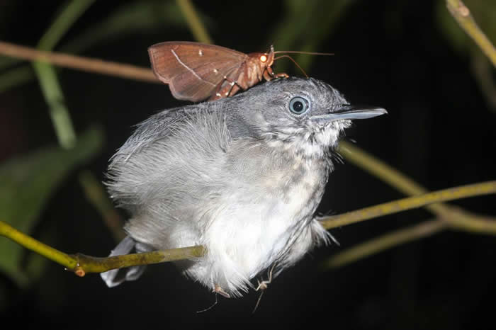 一位生物学家在巴西发现这只蛾停在黑颏蚁鸟的脖子上，并伸出长长的喙去吸鸟儿的泪水。 PHOTOGRAPH BY LEANDRO MORAES