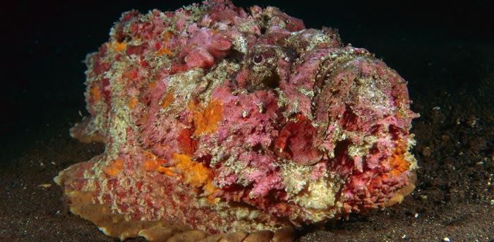 你可能以为这是珊瑚，但其实不然，这是印尼峇里岛的玫瑰毒鮋，具有神奇的拟态能力。 PHOTOGRAPH BY FRED BAVENDAM, MINDEN PICT