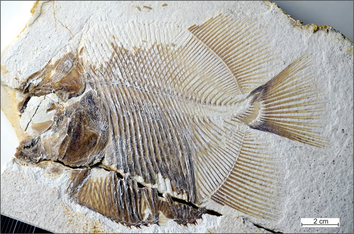 德国南部石灰岩沉积物中发现1.5亿前的“食人鱼”Piranhamesodon pinnatomus