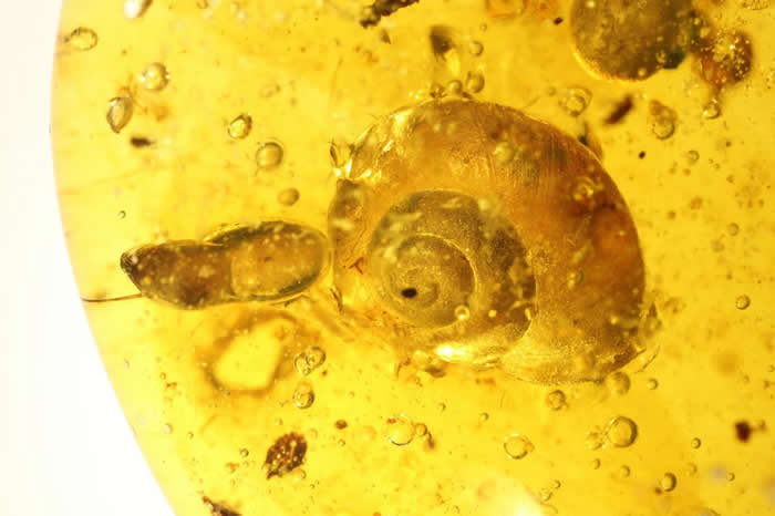 这只从9900万年前的琥珀中发现的标本保有已知最古老的蜗牛软组织。 PHOTOGRAPH BY LIDA XING, CHINA UNIVERSITY OF G