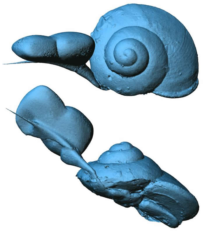 这只蜗牛的3D重建图显示出壳和软组织的更多细节。 PHOTOGRAPH BY LIDA XING, CHINA UNIVERSITY OF GEOSCIENCE