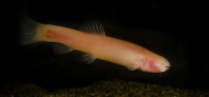 索马利亚特有的穴居盲眼鱼：安氏坑鱼。它不仅失去了视力，也无法自我修复紫外线造成的伤害。它们与胎盘哺乳类都有这种遗传特征，这可能显示两者在黑暗环境中生活时有类似的