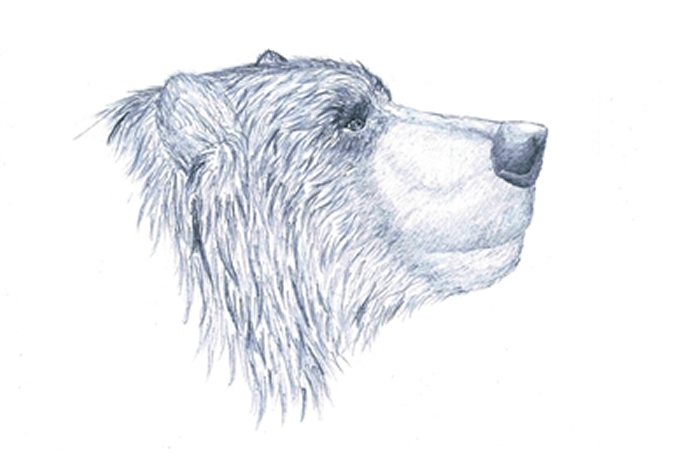 江左其杲手绘的洞熊头部复原图